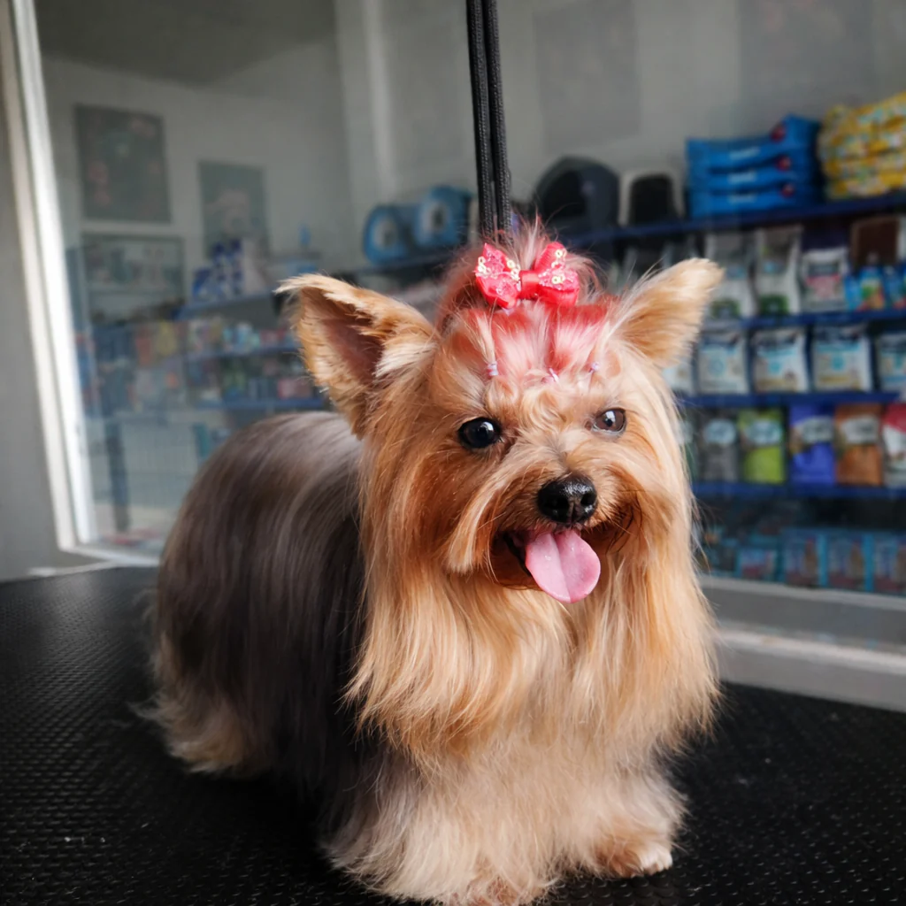 Baño Completo para tu peludito desde $10 en Toby Pets Group - Image 4